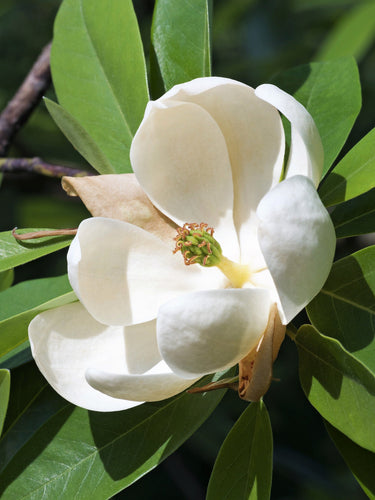 10 SWEETBAY MAGNOLIA Virginiana TREE Shrub Native Sweet Bay, White Bay, Laurel Magnolia - White 3